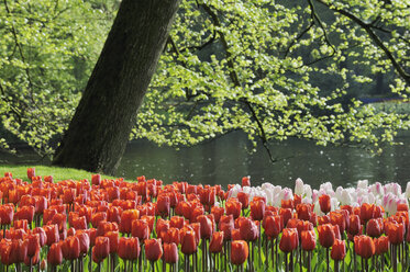 Niederlande, Keukenhof Park, Tulpen in voller Blüte - RUEF00340