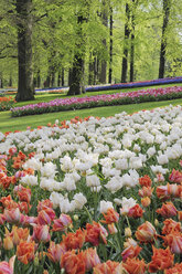 Niederlande, Keukenhof Park, Tulpen im Blumenbeet, Nahaufnahme - RUEF00339