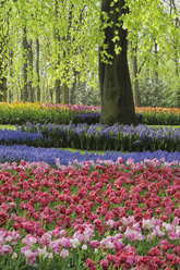 Niederlande, Keukenhof Park, Tulpen und Hyazinthen im Blumenbeet, Nahaufnahme - RUEF00338