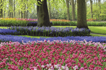 Niederlande, Keukenhof Park, Tulpen und Hyazinthen im Blumenbeet, Nahaufnahme - RUEF00337