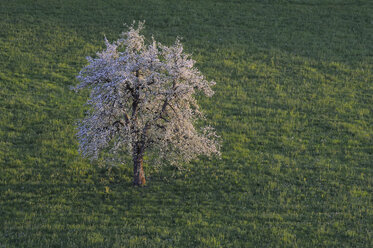 Schweiz, Zug, Blühender Birnbaum auf einem Feld im Frühling, Blick von oben - RUEF00335