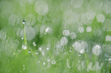 Germany, Bavaria, Dewdrops on grass blades, close-up - RUEF00332