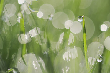 Germany, Bavaria, Dewdrops on glass blades, close-up - RUEF00330