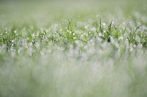 Germany, Bavaria, Dewdrops on grass blades, close-up - RUEF00329