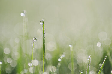 Germany, Bavaria, Dewdrops on grass blades, close-up - RUEF00328