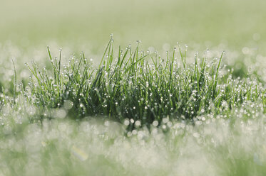 Germany, Bavaria, Dewdrops on grass blades, close-up - RUEF00327
