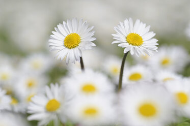 Deutschland, Bayern, Gänseblümchen (Bellis perennis), Nahaufnahme - RUEF00324