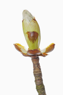 Horse Chestnut (Aesculus hippocastanum) bud in Spring, close-up - RUEF00323