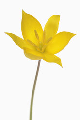 Wilde Tulpe (Tulipa sylvestris), Nahaufnahme - RUEF00322