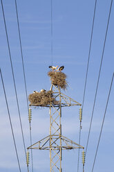Spain, Sierra de Almenara, Stork Nests on pylon - MSF02294