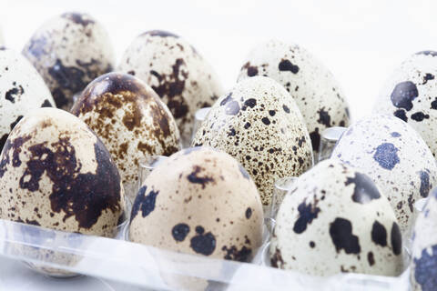 Spotted Quail eggs in egg box stock photo