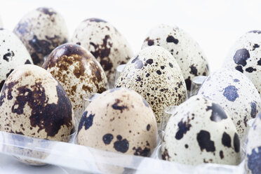 Spotted Quail eggs in egg box - MAEF02119