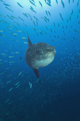 Sunfish swimming underwater - GNF01178