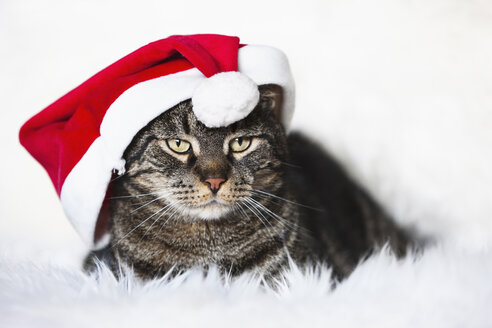 Kater mit Weihnachtsmütze, Porträt - FOF02046