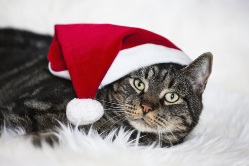 Kater mit Weihnachtsmütze, Porträt - FOF02044