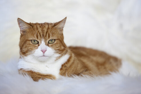 Ginger and white cat lying on fur, portrait - FOF02043