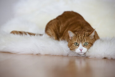 Rotbraune und weiße Katze auf Fell liegend, Porträt - FOF02041