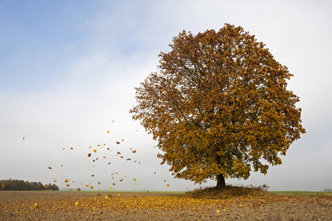 Deutschland, Bayern, Ahornbaum im Herbst, lizenzfreies Stockfoto