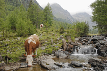 Österreich, Untere Tauern, Kuh trinkt aus einem Gebirgsbach auf einer Weide - CRF01840