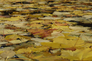 Deutschland, Herbstblätter schwimmen auf See, Vollbild - CRF01836