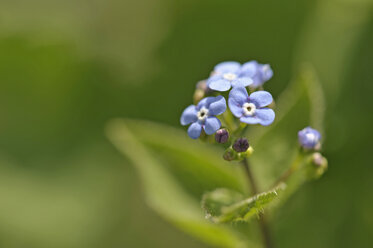 Deutschland, Vergissmeinnicht-Blüten (Myosotis sylvatica), Nahaufnahme - CRF01830