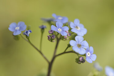 Deutschland, Vergissmeinnicht-Blüten (Myosotis sylvatica), Nahaufnahme - CRF01829