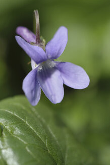 Deutschland, Veilchen (Viola canina), Nahaufnahme - CRF01828