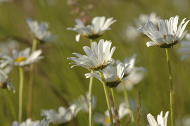 Germany, Marguerite flowers (Chrysanthemum leucanthemum), close-up - CRF01825