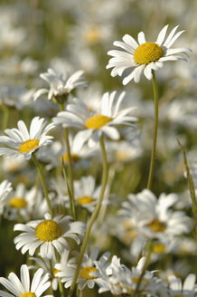 Deutschland, Margeritenblüten (Chrysanthemum leucanthemum), Nahaufnahme - CRF01824