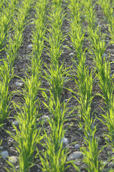 Germany, Corn plants in field, spring - CRF01822