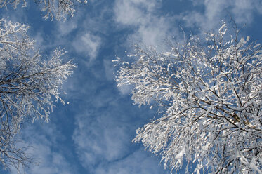 Verschneite Baumkronen, Winter. - AWDF00499