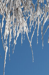 Mit Schnee bedeckte Baumzweige, Winter. - AWDF00497