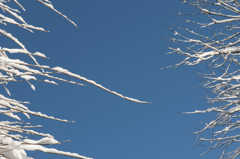 Schneebedeckte Baumzweige, Winter. - AWDF00496