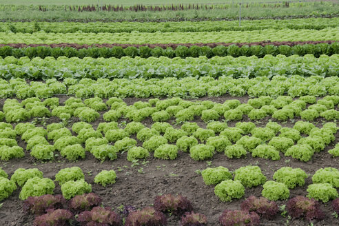 Deutschland, Baden Württemberg, Lauch und Salatpflanzen im Feld - AWDF00458