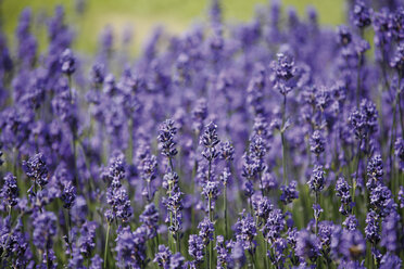 Ein Feld voller Lavendel. - 12161CS-U