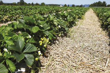 View of strawberry field. - 12133CS-U