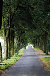 Germany, Country road lined with trees - 12127CS-U