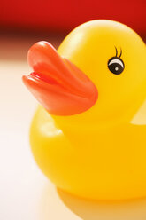 Yellow rubber duck, close-up - SMOF00389