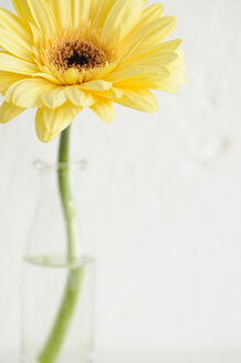 Gerbera in bottle, close up - COF00128