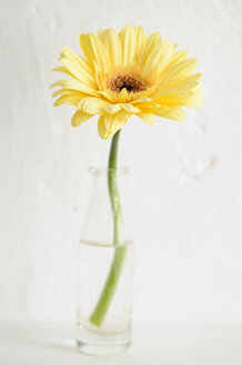 Gerbera in der Flasche, Nahaufnahme - COF00127