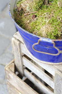 Germany, Munich, Moss in bucket, close up - COF00113