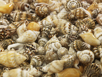 Variety of shells, full frame - AKF00202