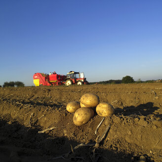 Deutschland, Hessen, Kartoffeln auf einem Feld mit Mähdrescher im Hintergrund - AKF00161