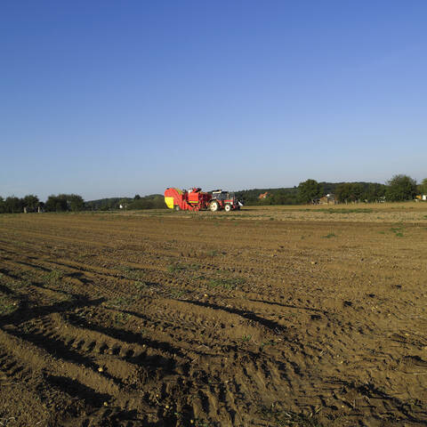 Deutschland, Hessen, Kartoffeln auf einem Feld mit Mähdrescher im Hintergrund, lizenzfreies Stockfoto