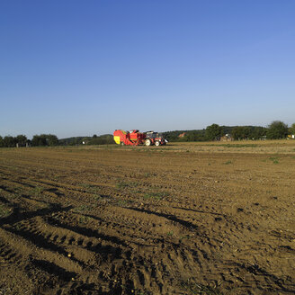 Deutschland, Hessen, Kartoffeln auf einem Feld mit Mähdrescher im Hintergrund - AKF00156