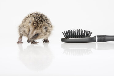 Igel mit Haarbürste auf weißem Hintergrund - RDF00988