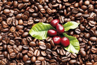 Frisch geröstete Kaffeebohnen mit Blatt - 12623CS-U