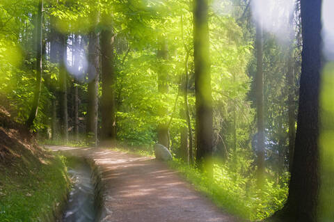 Italy, South Tyrol, Hiking path passing from trees stock photo