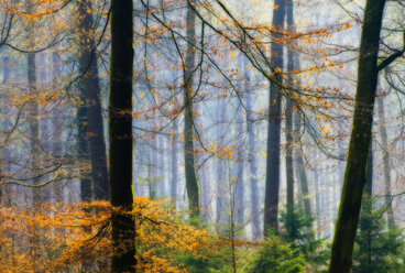 Deutschland, Bodensee, Schöne Herbstbäume im Wald - SMF00587