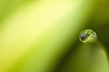 Close up of grass with water drop - SMF00580